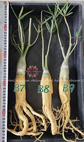 Image result for Ctenium somalense