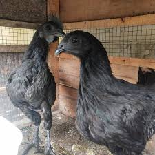 Jual Ayam Cemani Lidah Hitam Asli Sepasang Cemani Darah Hitam Anus Hitam Kab Bekasi Grosir Nasa Murah Tokopedia