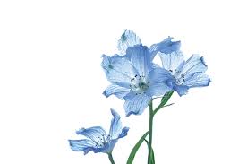 Maybe you would like to learn more about one of these? Go Red White And Blue In Your Garden Maple Grove