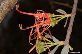 Image result for Plicosepalus amplexicaulis