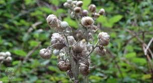 Image result for Helichrysum foetidum