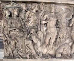 Image result for Faroa involucrata