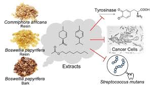 Image result for Commiphora africana