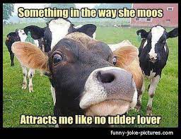 Nothing because they cant talk. Funny Cow Jokes