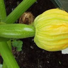 (the longitudinal sections are modified from mcgregor, 1976; Diagram Of Squash Flowers Illustrating Floral Parts The Staminate Or Download Scientific Diagram