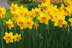 Send Daffodil Bouquets Send Flowers Worldwide