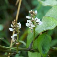 Image result for Neonotonia wightii