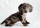 Dapple Dachshunds « Ponderosa Dachshunds
