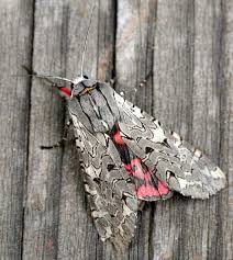 Santa Barbara Museum Of Natural History Guide To Bugs Moth Tiger Moth Insects