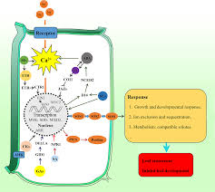 See more ideas about shikamaru, shikamaru and temari, shikatema. Https Pubs Acs Org Doi Pdf 10 1021 Acs Jafc 0c07908