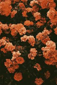 Wallpapers In 2020 Orange Aesthetic Aesthetic Wallpapers Orange Wallpaper