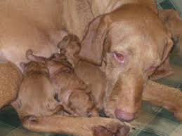 Image result for maďarský ohař drátosrstý