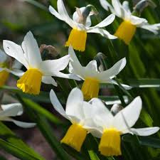 Narcissus Jack Snipe Cyclamineus Daffodil Bulbs Daffodil Bulbs Daffodils Plants