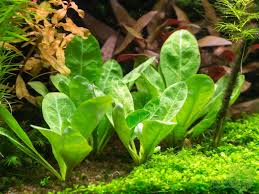 Image result for Samolus