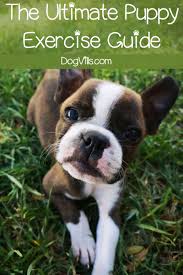 the ultimate puppy exercise guide dogvills