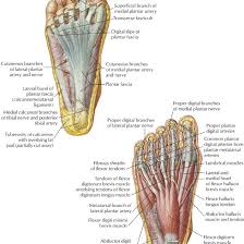 Connective Tissue Of The Foot Diagram Get Rid Of Wiring