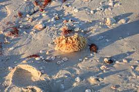 Tulip Shell Egg Case Also Called The Horse Conch Egg Casing Triplofusus Papillosus Stock Photo Image Of Florida Ocean 182655064