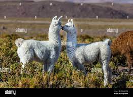 Young Lamas in pasture (Lama glama) altiplano of Atacama Desert, Chile  Stock Photo - Alamy