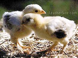 Check spelling or type a new query. Faverolles