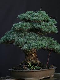 Sorry for the angle i forgot to turn my phone. Bonsai By Cactus Tropicals Via Flickr Cactus And Tropicals Garden Store Bonsai Tree
