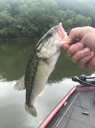 Owning your private fishing getaway without the worries of maintenance is the way to go here on smith lake. Lewis Smith Lake Smith Lake Al Fishing Reports Map Hot Spots