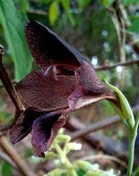 Image result for Chironia gratissima