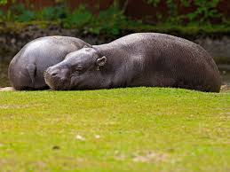 We did not find results for: The Cutest Animals On Earth