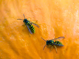 Have you recently noticed some tiny yellow bugs on the plants in your garden. Dangerous Insects In Your Garden To Look Out For Hgtv
