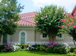 The habit of crape myrtles is to produce multiple trunks, which can cause the plant to get crowded as it this coming of age for crape myrtles provides as much interest in the winter landscape as the. Landscaping Design With Crape Myrtles Lee Ann Torrans Gardening