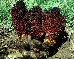 Image result for Sarcophrynium