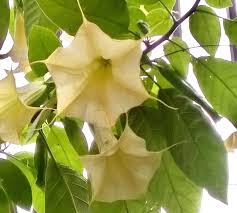 They can be found at /way 36.42 59.55 aromatic flowers /way 31.76 32.47 aromatic flowers /way 56.28 55.94 aromatic flowers 15 Best Night Scented Plants For A Scent Garden Plants Bulbs Seeds