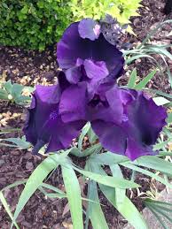 Pin By Luke Bristow On Gardening Black Iris Plants Dancer