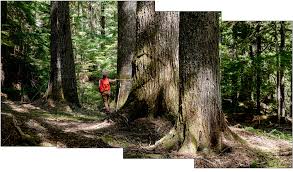 Nancy Floyd: For the Love of Trees