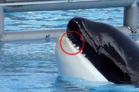 The largest populations live in cooler waters; Loro Parque Teneriffa Das Macht Die Gefangenschaft Mit Orcas