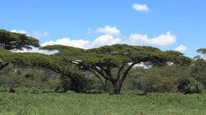 Image result for Acacia brevispica