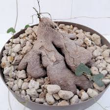 Image result for Dioscorea sylvatica