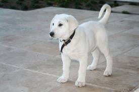 Akbash Maremma Dog Turkish Shepherd Akbas Coban Kopegi Akbas Coban Kopegi Akbash