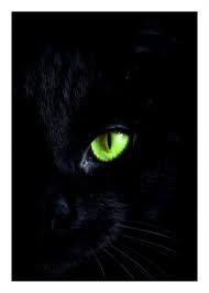 See more ideas about cat posters, cats, cat art. Cats Posters And Prints Buy Online Arstybucket Com