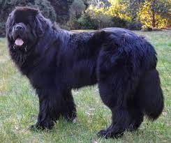They are big happy friends. Newfoundland Breed Information Guide Facts And Pictures Bark