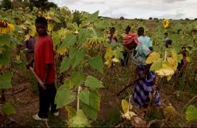 Image result for Craterosiphon quarrei