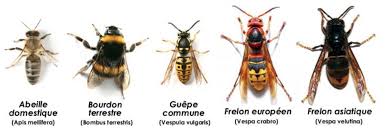 Abeilles Guepes Frelons Bourdons Bees And Wasps Bee Trees To Plant