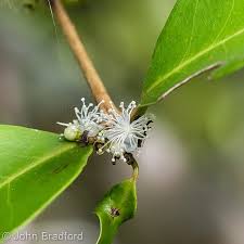 Image result for Eugenia aschersoniana