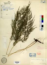 Image result for Sinopteridaceae