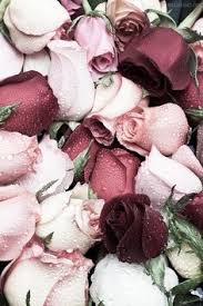 Pin By Mother Educator Diva Mermaid On My Styles Flower Wallpaper Flowers Photography Floral