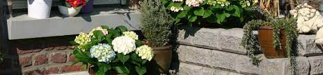 Damit hortensien dicht und buschig wachsen und reich blühen, benötigen sie regelmäßige düngergaben. Schritt Fur Schritt Nach Draussen Hortensiahortensia