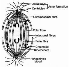 The biology project > cell biology > intro to onion root tips activity > activity. Draw A Labelled Diagram Of Anaphase Of Mitosis Write Any Two Key Features Of This Phase Sarthaks Econnect Largest Online Education Community