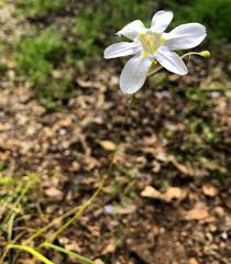 Image result for Moraea natalensis