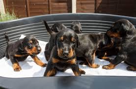 Find local doberman pinscher puppies for sale and dogs for adoption near you. Doberman Pinscher Dogs Sale Ireland 2021 Doberman Pinscher Puppies Buy Buy Doberman Pinscher Breeders Doberman Pinscher Dogs Breed Doberman Pinscher Dogs For Adoption
