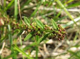 Image result for Ammannia baccifera