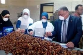البلح البلح البلح بلح الواحات ياحليوه يابلح المصري اليوم